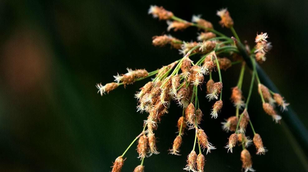 『未成熟』喀西茄,全株含有毒生物碱,未成熟果实毒性较大。