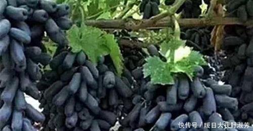 此树热不死，浇水就疯长，阳台种2棵，明年结果拖拉机运不完