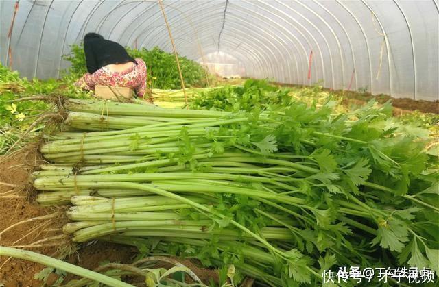 农民就种“懒人菜”，又懒又赚钱，一亩赚了40000元