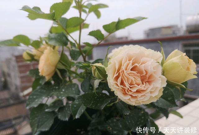 「终于」月季花苞总是出现下垂低头的4个原因,终于知道怎么回事了
