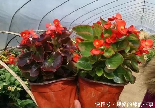 寓意|民间3种“贵气花”,外形美艳不输玫瑰,关键容易养活还有好寓意