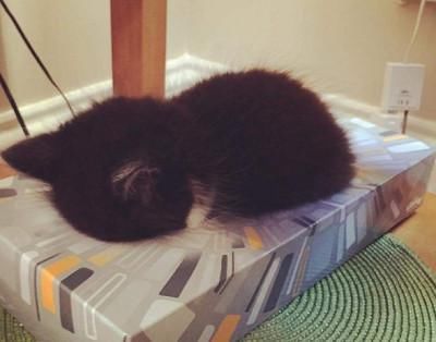  【睡姿】本以为只有小奶猫的睡姿怪，没想到大猫的睡姿更奇怪