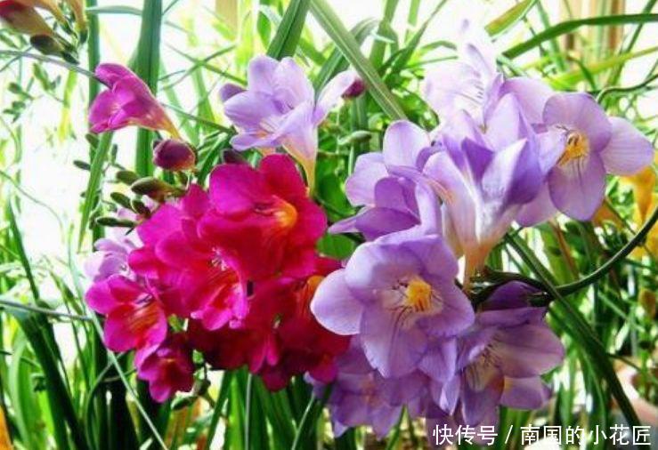  『圆滚』超好养的4种花，人人都喜欢，开花幽香暗淡，花型圆滚惹人爱