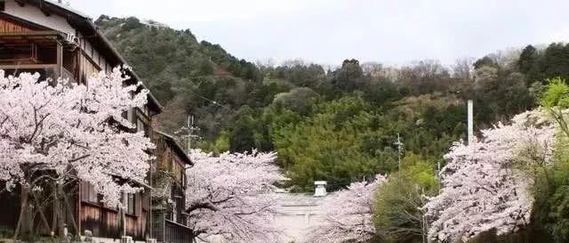 带着养了8年的柯基，她和狗狗一起做了世界上最浪漫的挑战……