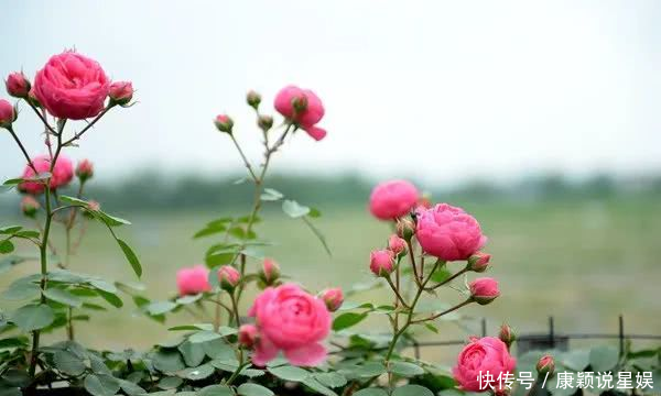  艳羡@当博士遇上玫瑰，碰撞出令人艳羡的玫瑰秘园