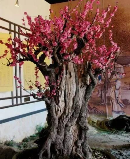  「植物」客厅最适合养这“3种”植物，越“老”越好看，养1盆都感到值！