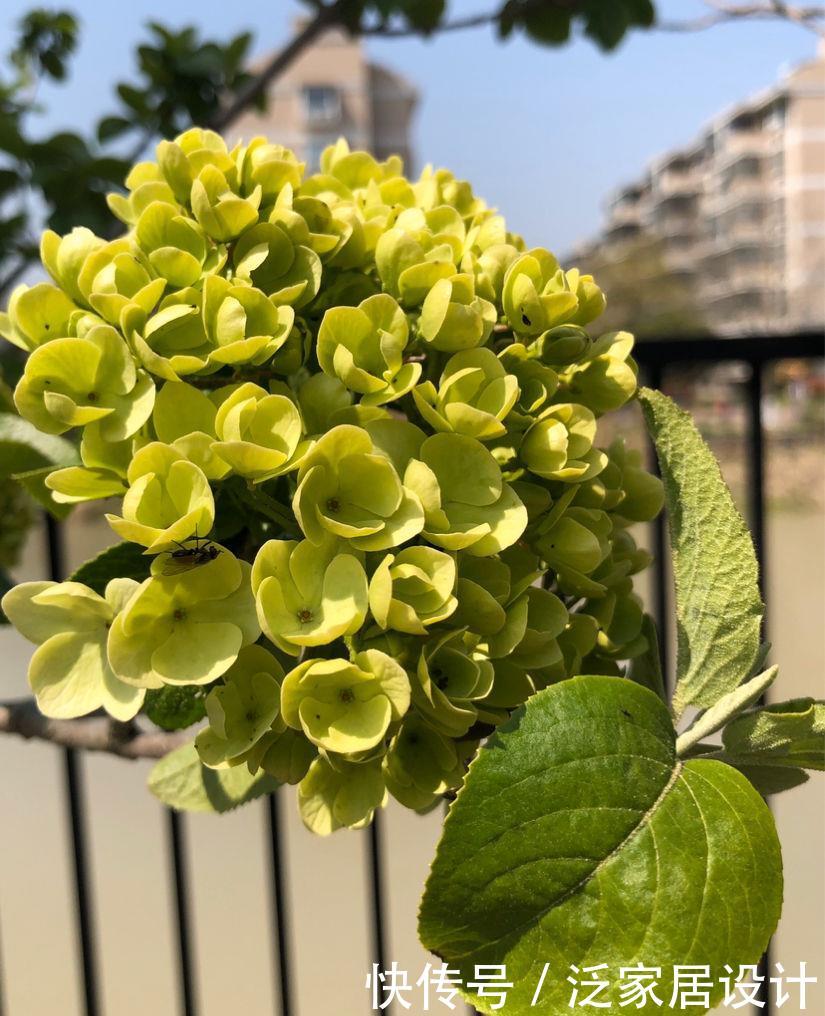 花店里面:花店买花太贵了,养4种花,掐个枝在家就能养