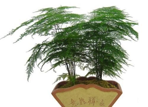  『株型』文竹这样养护，叶不黄，株型美，一颗能养十年不是问题。