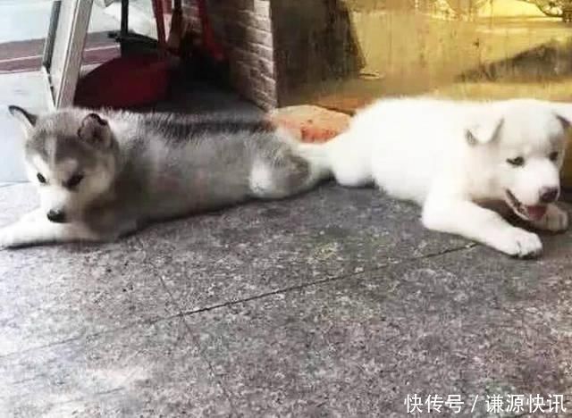  「哈士奇」哈士奇生了1只稀有的二哈，主人笑开花，但是狗妈妈却一脸凝重