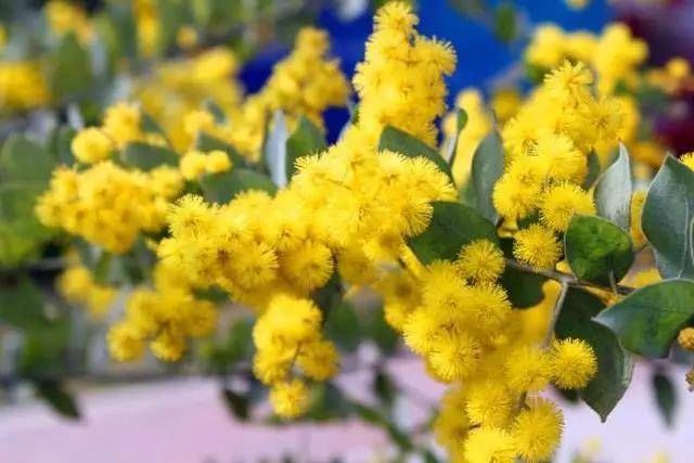  『扦插』5种“生根水，辅助植物扦插，增加“成活率”，半个月一盆变多盆