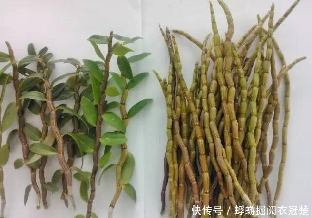  空气中：石斛：拥有最顽强的生命力