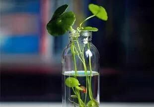 【绿油油】一个玻璃瓶,放几根铜钱草,2个月长满瓶,叶子大又亮,养眼清新