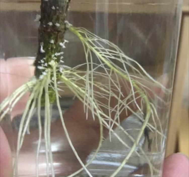  『植物的根系』5种天然的“生根水”，用来浇花，浇完后，根系发达、枝粗叶壮