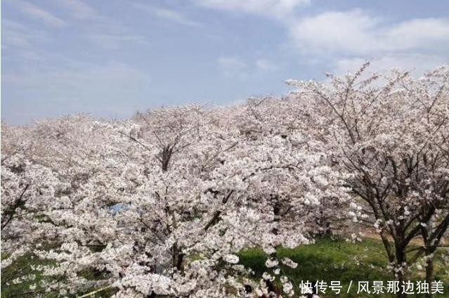 全球最大的樱花基地，不在日本在中国，盛开之际足以惊艳全世界