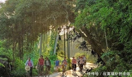 『含羞草』含羞怕人的害羞小草,原产于美洲热带,如今正在海南无休止地繁殖