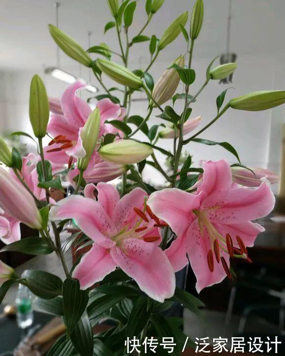 剪枝@盆栽百合开完要剪枝吗?只要做到“1点”,年年开花,芳香又惊艳