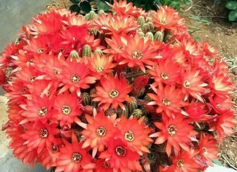  开出漂亮■4种花耐旱的“懒人花” 一月不浇水 反而长得更茂盛了