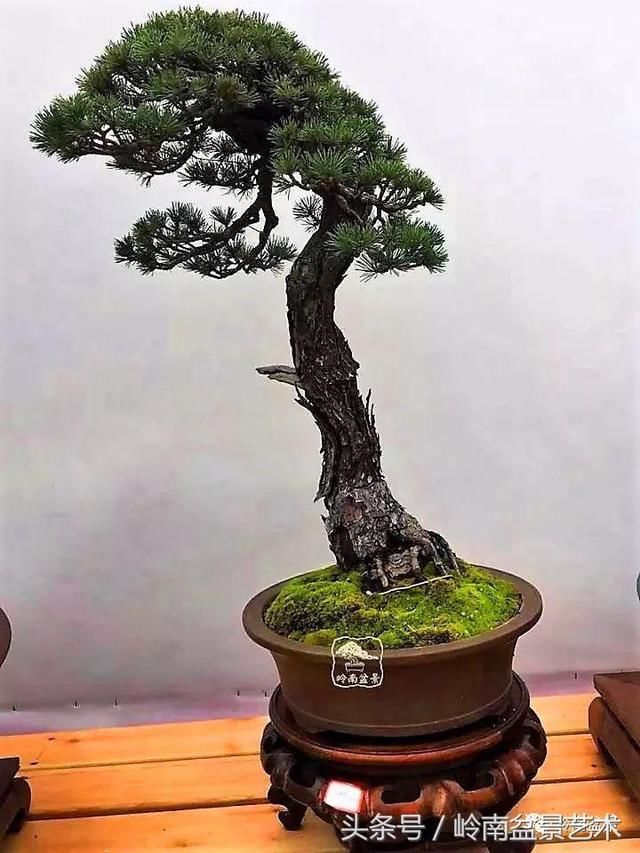 松树盆景,怎样才能算上品?