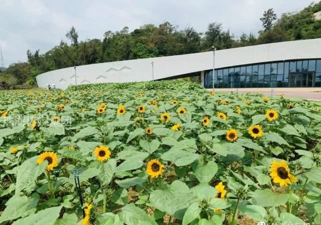  公园的向：超罕见白色、黑色向日葵！8千㎡花海！就藏在珠海市区！
