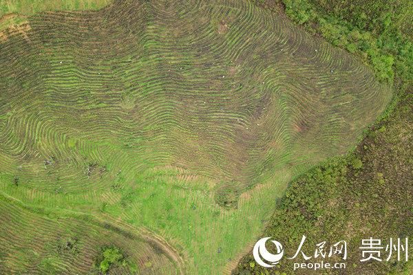  『贵州』贵州大方：重山村“变形记”