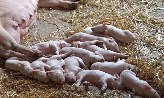  #补贴#一头母猪赔付1200元！10省发布补贴、扩生产政策