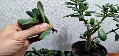 #找出#玉树的叶子不断发黄掉落,轻松找出原因,不怕烂根烂茎