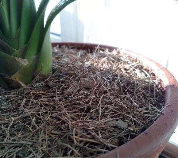  旺盛：花盆里放两种杂物，花很好，没有虫子，土壤也不结实，气势旺盛