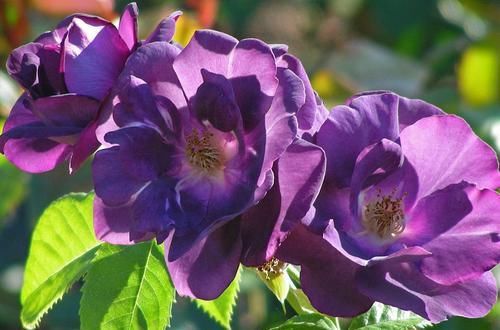  #沁人心脾#人称“开花大王”的?5种花，绚丽多彩，沁人心脾，夏天也能开爆