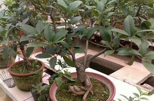  「满院」春季给桂花剪剪枝、抹抹芽，八月桂花才能满院飘香！