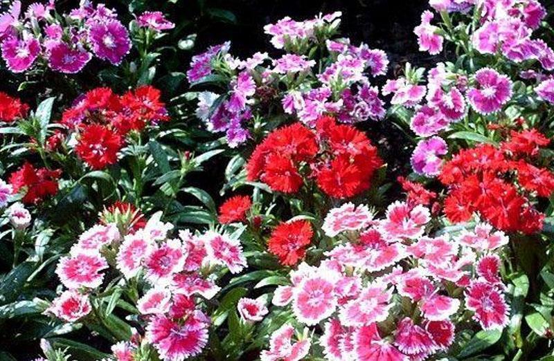  #漂亮#喜欢养护漂亮的花卉，就选择花朵簇拥，层层叠叠，花开妖娆的花卉