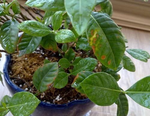  微量元素■茉莉栀子花，黄叶的“七大”原因，缺一种东西，黄叶难逃
