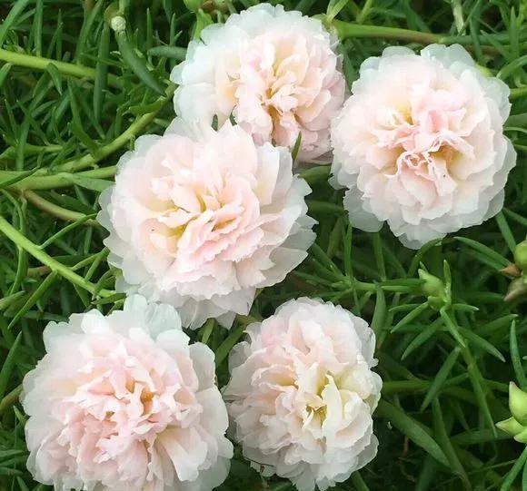  『长春花』6种花喜欢晒太阳，越晒花越多，一开200天不歇气！
