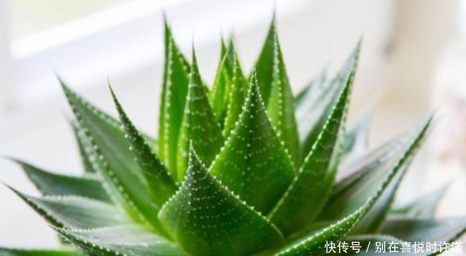  『净化空气』甲醛“杀手”大合集，这6种植物点缀家居，有益健康观赏性十足