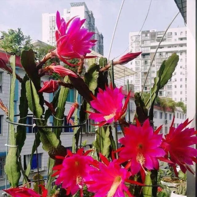  令箭荷花叶片|一盆仙人掌，开出大荷花，一盆开60朵，谁见谁爱它