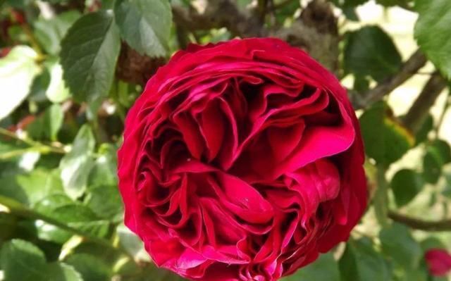  「红色」喜欢养花，不如养盆红色龙沙宝石抗病能力很强 。