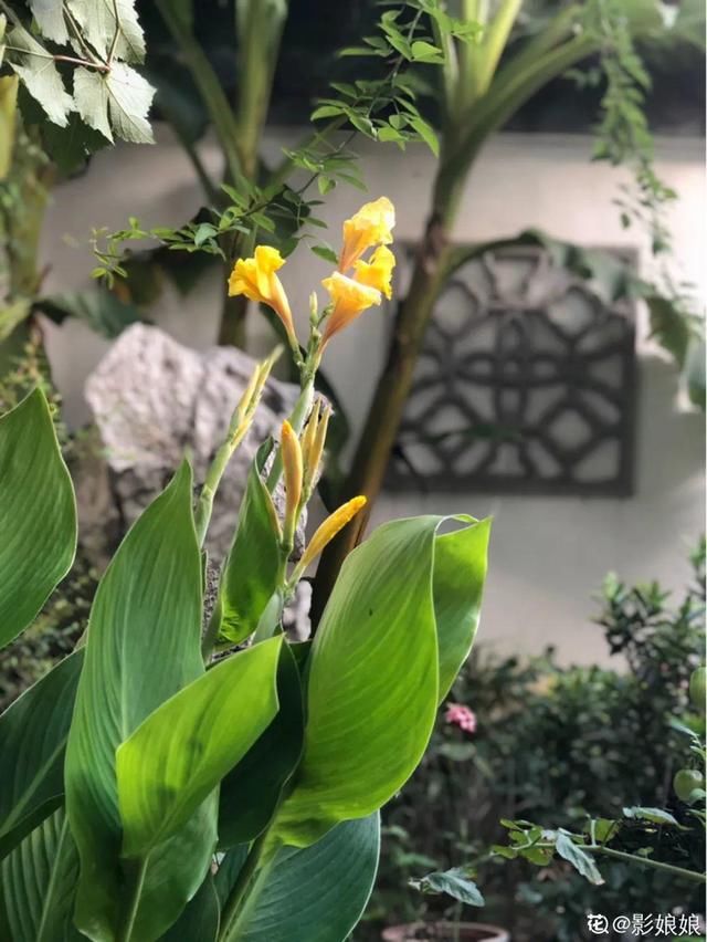  『生活』有一方小院，和你一起养花种草，这样就挺好