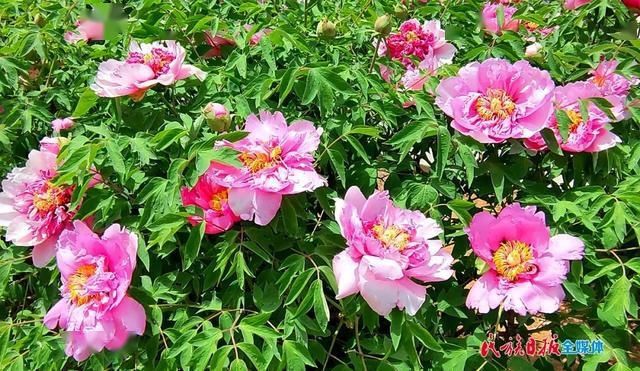 「牡丹花」牡丹花开在临夏 这里有看得见的夏意!