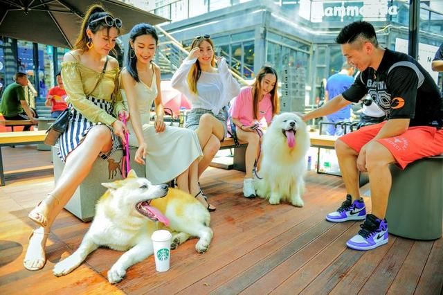 “异烟肼毒狗倒逼文明养狗”刷屏朋友圈 中国养狗纠纷为何频发？