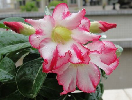 「暗淡」此款花朵媲美月季,繁花似锦,花开似精灵起舞,丢在阳台幽香暗淡