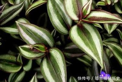  『扦插』吊竹梅几月可以扦插