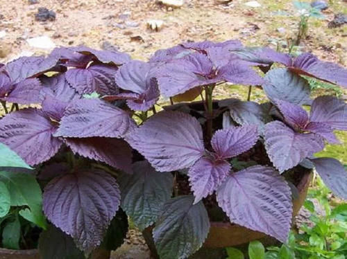 生长在野外的这植物，过去农民不重视，如今是药食两用的药材