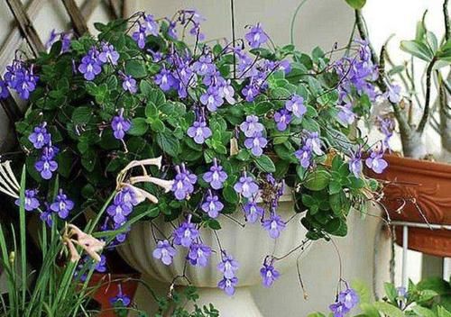  「海豚」它被称为“海豚花”，1盆开花“50朵”，花朵紫色，比太阳花美！