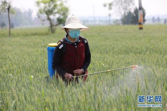  「防控」陕西：全力防控小麦病虫害