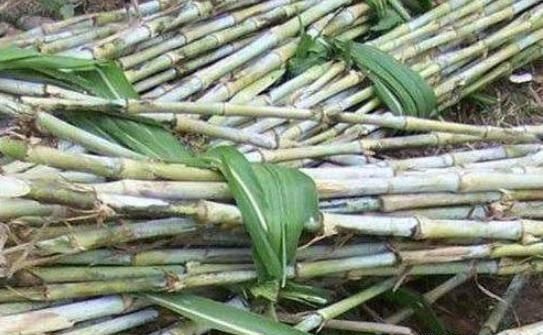  【地上】丢地上就能活，亩产可达20吨，砍掉还会继续长，农民却