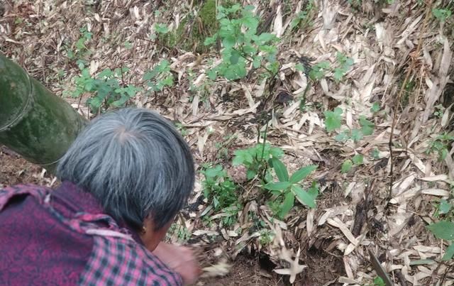  「黄精苗」嫌中药材野外长的慢，山里人把野生的药菜移回了家