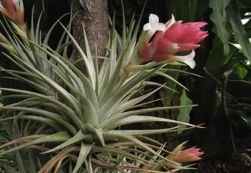 附生植物：植物能“自由”成什么样？教你几种“不要土”的附生植物...