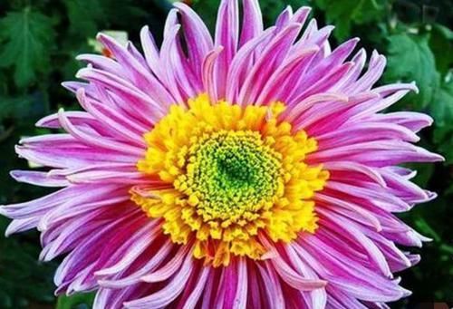  黄花■喜欢菊花，首选“珍稀名菊”洹水红梅，花似红梅，蕊黄花艳！