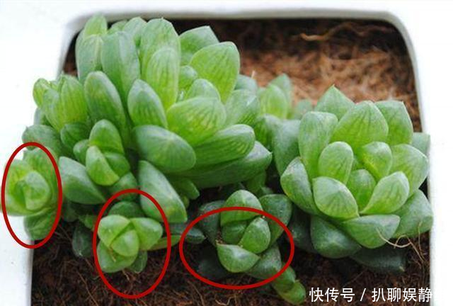  #火星兔子#3种多肉砍头不容易成活，还影响生长，不如养成单头精品