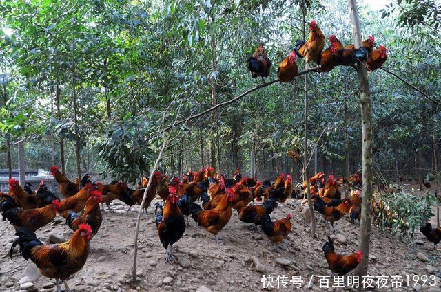  #鸡粪#曾经在农村很火的“林下养鸡”，为啥近年来没人干了？你