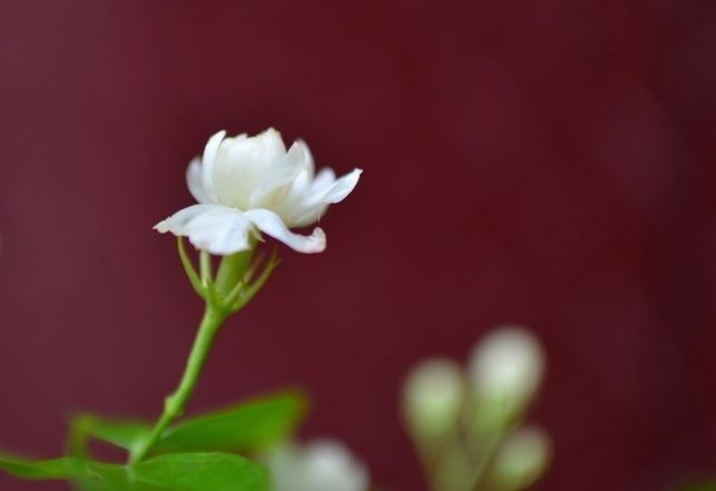  茉莉花的花|此花有花中黄金之称，外观呆萌又可爱，有人间第一香的美誉